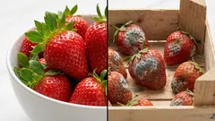 食材は先に洗わないほうが長持ちする理由と正しい保存のコツ