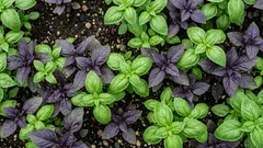 香りが強いバジルの育て方、ベランダでも葉がわさっと増えるコツ