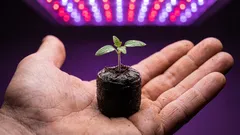 植物が大きな鉢で苦しむ理由と適切なサイズの選び方