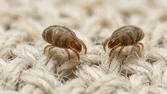 ベッドダニの正体はチリダニ 寝起きの鼻ムズムズを減らす寝具ケアの基本