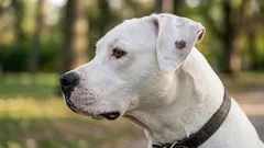 犬がどのように自己管理しているか――そして私たちがそこから学べること